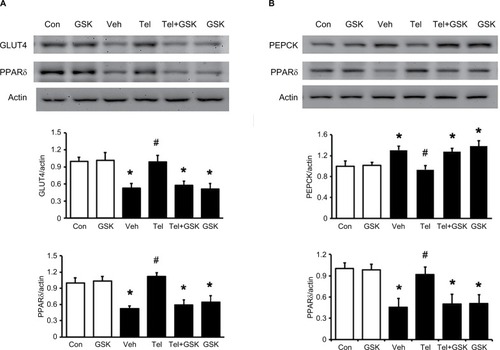 Figure 4 Effects of the PPARδ antagonist GSK0660 on expressions of PPARδ and related signals in skeletal muscle and liver isolated from the telmisartan-treated MS rats.