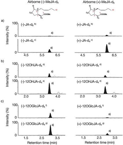 Figure 2. Metabolism of airborne MeJA into JA, 12OHJA, and 12OGlcJA. A: Monitoring JA-related compounds. B: Monitoring 12OHJA-related compounds. C: Monitoring 12OGlcJA-related compounds. (a) The peaks filled with black color had good agreement with the retention times with that of each authentic sample. (b) The peak was monitored by selecting m/z 214.00 as the pseudo-molecular ion and m/z 60.71 as the transition ion. (c) The peak was monitored by selecting m/z 213.00 as the pseudo-molecular ion and m/z 60.71 as the transition ion. (d) The peak was monitored by selecting m/z 229.97 as the pseudo-molecular ion and m/z 60.71 as the transition ion. (e) The peak was monitored by selecting m/z 228.97 as the pseudo-molecular ion and m/z 60.71 as the transition ion. (f) The peak was monitored by selecting m/z 392.03 as the pseudo-molecular ion and m/z 210.60 as the transition ion. (g) The peak was monitored by selecting m/z 391.03 as the pseudo-molecular ion and m/z 209.60 as the transition ion.