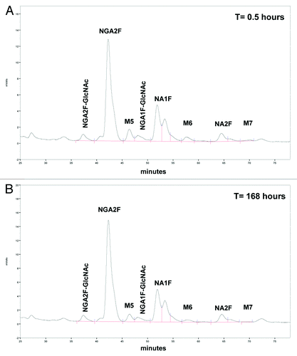Figure 5. Glycan profile of mAb-1 separated by normal phase-HPLC after recovery from serum of healthy volunteer. Shown in Figure 5A is the glycan profile of volunteer #5 at t=0.5 hrs (mAb-1 concentration in serum was 185.5 μg/mL) and in Figure 5B at t=168 hrs (mAb-1 concentration in serum was 41.7 μg/mL). Samples were diluted with pooled serum to 25 μg/mL prior to recovery by affinity chromatography and analysis by 2-AB oligosaccharide assay.