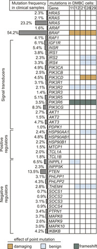 Figure 2 Alterations in genes encoding the components of insulin signaling and PI3K/AKT pathway. The frequency of genetic alterations based on the clinical dataset from cBioPortal for Cancer Genomics is shown as side bars, whereas the occurrence of mutations in melanoma cell lines used in this study is presented in the table. Raw data for cell lines are publicly available at ArrayExpress, under the accession number E-MTAB-6978. Indicated colors specify the type of mutation, while unaltered genes are left uncolored. Potential effects of amino acid substitution were evaluated in silico using PolyPhen-2 software, and were classified as benign (scores 0.000–0.449) and probably damaging (scores 0.960–1.000).