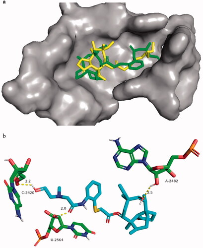 Figure 6. Docking mode of compound 13 to 1XBP (a). Docking mode of tiamulin (yellow) and compound 13 (green) to 1XBP. (b) 3 D representation of docking poses for compound 13 in the 50S ribosome residues. (For interpretation of the references to colour in this figure legend, the reader is referred to the web version of this article.).