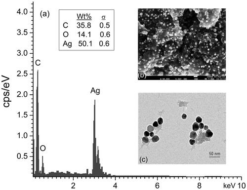 Figure 2. (a) EDX spectrum of RS-AgNPs showed higher percentage of silver signals, (b) SEM observation of synthesized RS-AgNPs and (c) TEM image of Rs-AgNPs at 50 nm.