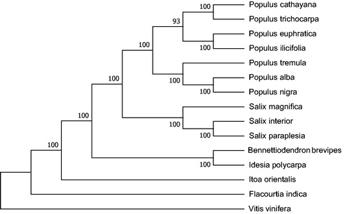 Figure 1. The phylogenetic tree based on the 13 complete chloroplast genome sequences. Accession numbers: Populus alba (AP008956.1), Populus cathayana (KP729175.1F), Idesia polycarpa (KX229742.1), Populus ilicifolia (KX421095.1), Vitis vinifera (NC_007957.1), Populus trichocarpa (NC_009143.1), Salix interior (NC_024681.1), Populus euphratica (NC_024747.1), Populus tremula (NC_027425.1), Populus nigra (NC_037416.1), Salix magnifica (NC_037424.1), Salix paraplesia (NC_037426.1), Flacourtia indica (NC_037410.1), Itoa orientalis (NC_037411.1), and Bennettiodendron brevipes (MK046729).