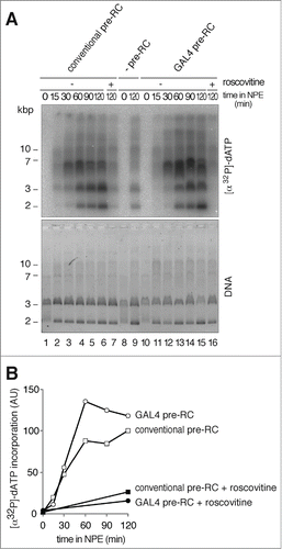 Figure 3. Replication of the plasmid DNA assembled with pre-RCs in NPE. (A) DNA replication products analyzed by agarose gel electrophoresis. Conventional pre-RC and GAL4 pre-RC were assembled by incubating the bead-coupled plasmids (3.0 kbp) at 23°C for 30 min in mock-depleted and Cdc6-depleted HSS, respectively. We then added 2 vol of NPE containing [α32P]-dATP to 1 vol of the assembly mixture, and the reaction was terminated at the indicated time by isolating DNA. The purified DNA was separated by agarose gel electrophoresis, and the replication products were visualized by autoradiography. The plasmid without the GAL4-binding sites was used as a negative control (-preRC) and 500 μM roscovitine was added to inhibit the initiation of DNA replication (+). (B) Graphic presentation of quantified data from (A). Total amounts of [α32P]-dATP incorporated into DNA were measured and plotted against incubation time in NPE.
