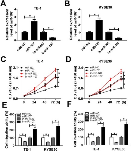 Figure 4 MiR-107 retarded cell proliferation, migration, and invasion in TE-1 and KYSE30 cells. (A–F) The TE-1 and KYSE30 cells were transfected with miR-NC, miR-107, in-miR-NC, or in-miR-107. (A, B) The level of miR-107 was tested by qRT-PCR. (C, D) The cell viability was monitored via CCK8 assay. (E, F) The migration and invasion were assessed by Transwell assay. *P<0.05.