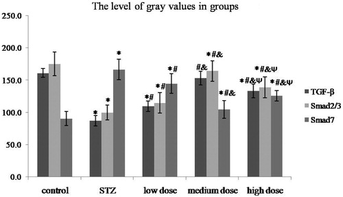 Figure 4. The gray values of TGF-β, Smad2/3 and Smad7 in groups. *p < 0.05 vs. control group; #p < 0.05 vs. STZ group; &p < .05 vs. DMP-1 low dose group; Ψp < 0.05 vs. DMP-1 medium dose group.