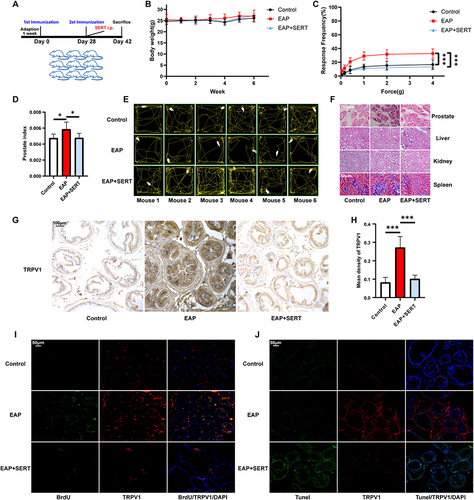 Figure 9 To explore the effect and mechanism of SERT for CP in EAP mice. (A) schematic diagram of mice experiment procedure (B) body weight changes of mice in each group (C) results of von Frey filaments test for pain response of mice in each group at the end of the experiment (D) prostate index of mice in each group (E) results of open-field tests for depressive-like symptoms of mice in each group at the end of the experiment (F) histopathological evaluation of prostate, liver, kidney, and spleen of mice in each group (G) immunohistochemical analysis of the expression of TRPV1 in the prostate of mice in each group (H) quantitative statistics of immunohistochemical analysis (I) immunofluorescence double staining of BrdU/TRPV1 of the prostate sections of mice in each group; (J) immunofluorescence double staining of Tunel/TRPV1 of the prostate sections of mice in each group.*P<0.05, ***P<0.001.