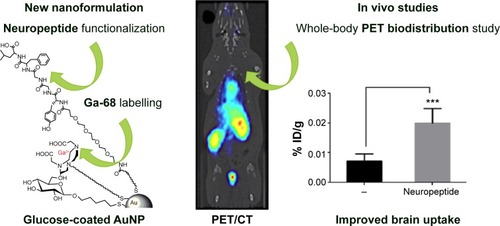 Figure 5 The increment of the uptake of AuNPs into the brain.Notes: Left: The conjugate peptide-AuNPs labeled with 68Ga. Right: The increment of the uptake of AuNPs into the brain. ***P<0.001, significantly different from no targeted AuNP. Adapted with permission from Frigell J, Garcia I, Gomez-Vallejo V, Llop J, Penades S. 68Ga-labeled gold glyconanoparticles for exploring blood-brain barrier permeability: preparation, biodistribution studies, and improved brain uptake via neuropeptide conjugation. J Am Chem Soc. 2014;136(1):449–457, Copyright 2014 American Chemical Society.Citation122Abbreviations: AuNPs, gold nanoparticles; PET/CT, positron emission tomography/computed tomography.