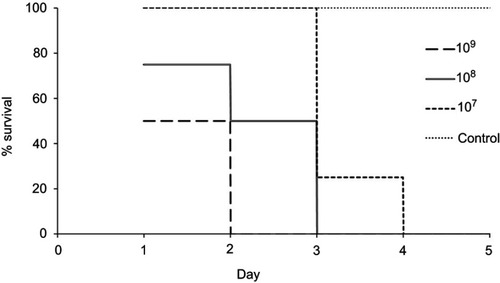 Figure S2 Mortality in mice caused by MRSA wound infection. A region of the skin was excised by biopsy punch and the wound infected through different CFU counts of MRSA including 107, 108 and 109 then survival of mice on a daily basis was observed detected. Mice, receiving 109 108 and 107 CFU, died after 2, 3 and 4 days respectively