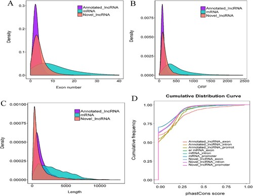 Figure 3. Comparative characterization of LncRNAs and protein-coding genes (A) LncRNA and mRNA exon number density plots (B) LncRNA and mRNA ORF length density plots (C) Comparison of LncRNA and mRNA lengths (D) Conservative analysis of LncRNA and mRNA.