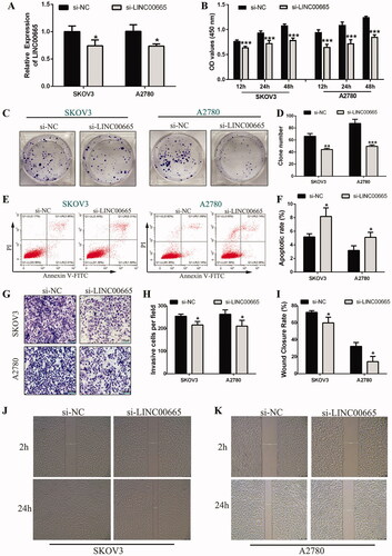 Figure 2. Si-LINC00665 inhibited the proliferation, invasion, migration, and promoted the apoptosis of ovarian cancer cells. (A) The gene expression of LINC00665 was inhibited by LINC00665 small interfering RNA (siRNA) in SKOV3 and A2780 cells, and the interference effect was evaluated by RT-qPCR analysis. (B) Cell counting kit-8 assay revealed that the proliferative abilities of SKOV3 and A2780 cells transfected with si-LINC00665 were significantly decreased at 12, 24, and 48 h. (C,D) Colony formation assay also revealed that the colony numbers of SKOV3 and A2780 cells transfected with si-LINC00665 were significantly reduced. (E,F) Flow cytometry analysis revealed apoptotic rates in the si-LINC00665 transfected SKOV3 and A2780 cells were significantly increased. (G,H) Transwell invasive assay illustrated that the invasive abilities in the si-LINC00665 transfected SKOV3 and A2780 cells were significantly decreased. (I,K) Wound-healing assay showed the wound areas at 24 h after wounding in the si-LINC00665 transfected SKOV3 and A2780 cells were significantly decreased. *p < 0.05, **p < 0.01, ***p < 0.001 (unpaired t‑test) compared with the si-NC group.