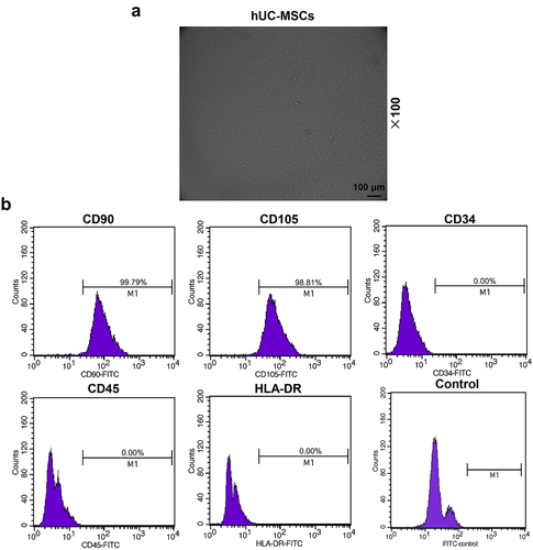 Figure 1. Cell culture and identification of human umbilical cord mesenchymal stem cells (hUC-MSCs). (a) Representative image of isolated P2 hUC-MSCs. A large number of spindle cells that resemble fibroblasts were observed (scale: 100 μm; magnification: 100 ×). (b) Flow cytometry was used to detect the surface markers of hUC-MSCs like clusters of differentiation (CD) (CD90, CD105, CD34, CD45), and human leukocyte antigen-DR markers (HLA-DR) .