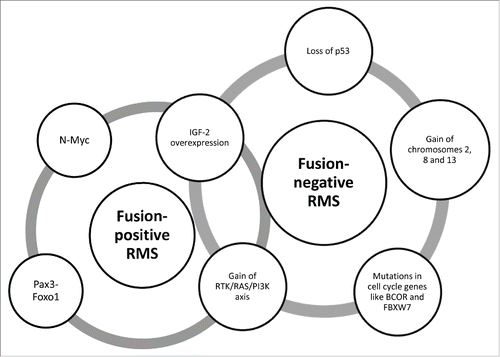 Figure 2. The genomic landscape in fusion-positive and -negative RMS. Fusion-positive RMS have a relatively low burden of somatic mutations; they are dominated by the fused Pax3-Foxo1 signature and high copy number of N-Myc gene. Instead, fusion-negative RMS are characterized by a number of different alterations, including mutations in the p53 pathway or cell cycle genes and gain of chromosomes. Both the fusion-positive and -negative subsets share the aberrant activation of RTK/RAS/PI3K axis as well as the IGF-2 overexpression due to LOI and LOH at 11p15.5 locus, respectively.