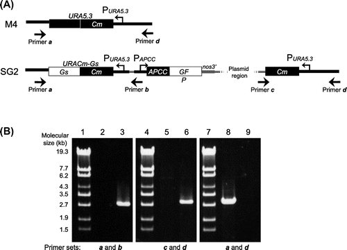 Fig. 3. Genomic Structure of the SG2 Strain.Note: (A) Genomic structure around the URA5.3 gene in the M4 (top) and SG2 (bottom) strains. The annealing points of the primers are shown by arrows. (B) Agarose gel electrophoresis of the PCR products derived from the URA5.3 locus in the M4 (lanes 2, 5, and 8) and SG2 strains (lanes 3, 6, and 9). PCR was carried out with primer a (5-GCCGACGCTTGCTTCTGCCCATTAGG-3) and primer b (5-TCAAAAGACGGTGGTGCAGCGAGCGC-3) (lanes 2 and 3), primer c (5-ACGACGTTGTAAAACGACGGCCAGT-3) and primer d (5-ATGCACGGTGTCCAATAGGAGGAGGTCTCC-3) (lanes 5 and 6), and primers a and d (lanes 8 and 9) by ExTaq DNA polymerase (TaKaRa, Shiga, Japan). Lanes 1, 4, and 7, molecular size markers (λ-EcoT14 I digest).