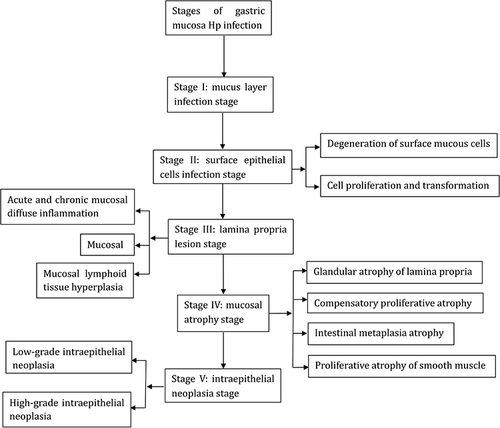 Figure 1 Pathological stages of the occurrence and development of H. pylori infection in gastric mucosa.