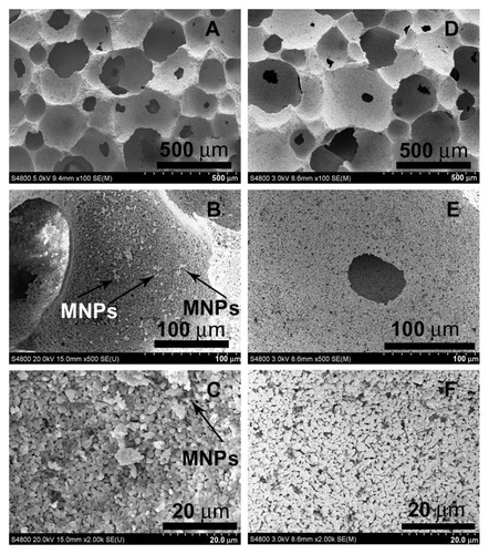 Figure 1 Scanning electron microscopy morphologies of MHA1 (A–C) and HA (D–F) scaffolds.Abbreviations: HA, hydroxyapatite; MHA, magnetic nanoparticle hydroxyapatite scaffold; MNP, magnetic nanoparticle.