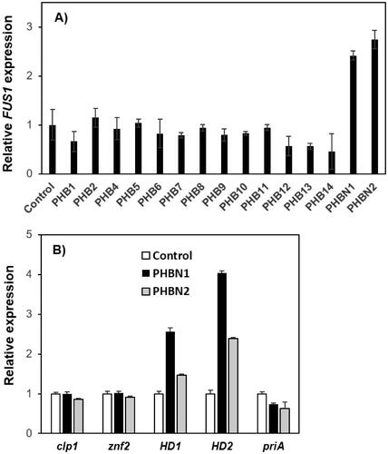 Figure 4. Physical interaction of the mating pheromones with RcbN. (A) PHB-RcbN interaction in yeast model system. Saccharomyces cerevisiae RCY1467, replacing STE2 with Lentinula edodes RCBN, was treated with the B mating-type pheromones (PHB1–14) and the Bα-N pheromones (PHBN1 and PHBN2) in 20 µg/ml. The interaction between PHB and RcbN was determined by the expression of FUS1 gene as a measure of the activation of the yeast mating signal transduction pathway; (B) Expression of the mating-related genes in L. edodes SJ701-M1 upon the treatment of PHBN1 or PHBN2 in 20 µg/ml. The error bars are standard errors derived from the triplicated experiments.