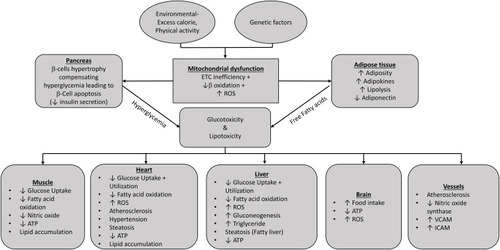 Figure 7 Metabolic perturbation in different organ system due to mitochondrial dysfunction leading to metabolic inflexibility.