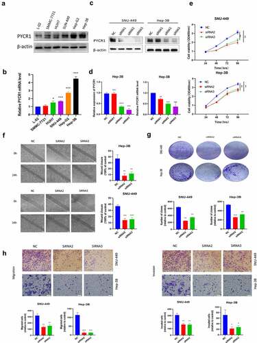 Figure 3. The Anticancer effects of Knockdown of PYCR1 in HCC cells. a. Relative levels of PYCR1 expression in LO2, SMMC-7721, Huh-7, Hep-3B, SNU-449, BEL-7404, and HepG2 were examined via RT-qPCR and Western blot. b. HCC cells were transfected with siRNA and the expression level of PYCR1. c. The CCK8 assay was employed to detect the viability of HCC cells. d. Colony formation assay was performed in SNU-449and Hep-3B cells treated with SK. e. Migration and invasion of HCC cells treated with SK for 24 hours by Transwell assay. f. The wound-healing assay obtained images at 0 and 24 hours after scratch. * P < 0.05; ** P < 0.01; *** P < 0.001; **** P < 0.0001.