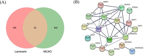 Figure 1. Identification of laminarin- and middle cerebral artery occlusion (MCAO)-associated genes. (A) The Venn diagram presents the number of common laminarin- and MCAO-associated genes. (B) The STRING analysis demonstrated the protein–protein interaction of laminarin’s targets.