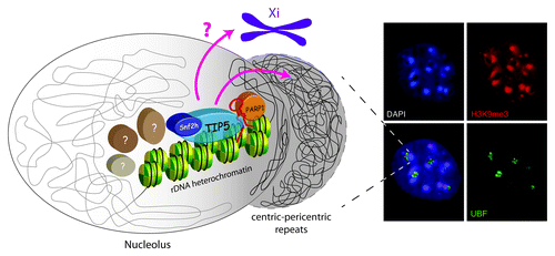 Figure 1. Crosstalk between nucleolar rDNA heterochromatin and nuclear heterochromatin. Right panel: A shell of heterochromatin surrounds the nucleolus. Immunofluorescence of MEF cells showing heterochromatic foci, characterized by H3K9me3 and DAPI staining, located close to nucleoli (visualized by the nucleolar RNAP I transcription factor UBF). Left panel: rDNA heterochromatin and its associated components (here shown TIP5, SNF2h, PARP1 and pRNA) influence centric and pericentric heterochromatin located at the nucleolar periphery.Citation5,Citation32 Future studies will identify additional factors (labeled by question marks) and analyze their mechanistic mode of action involved in rDNA heterochromatin formation and perinucleolar heterochromatin. The pink question mark and arrow address the question whether nucleolar heterochromatin can affect formation of heterochromatin at the inactive X chromosome.Citation9