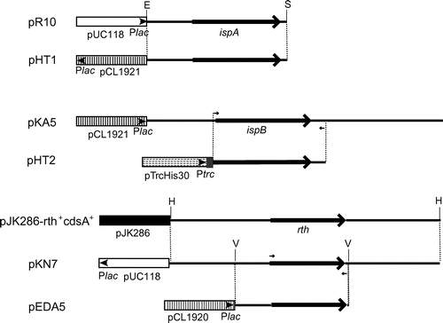 Figure 2. Restriction maps of the plasmids used in this study. Boxes denote the vector regions. The small arrowheads and the gray areas in the boxes denote the promoters and vector-derived coding regions for hexahistidine tags. Large solid arrows denote the coding regions of the ispA, ispB, and ispU/rth genes. Small arrows denote primer binding sites for PCR. Abbreviations: E, EcoRI site; H, HindIII site; S, SalI site; V, EcoRV site; Plac, lac promoter; Ptrc, trc promoter.