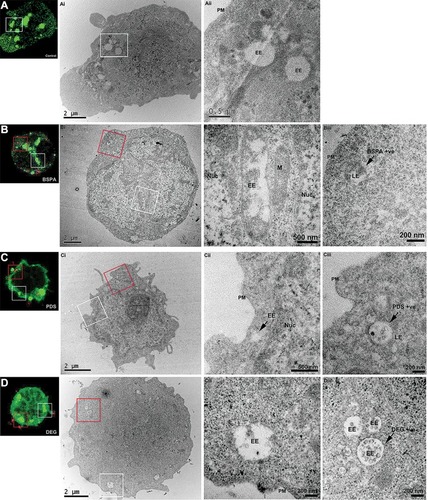 Figure 5 Correlative light and electron microscopy (CLEM) reveals the endosomal accumulation of star polymers. Nalm-6 cells were transfected with the early endosomal marker 2*FYVE-GFP and treated with the star polymers for 20 mins. Left panels: Nalm-6 cells imaged by confocal microscopy and (i–iii) corresponding electron micrographs of the same cell. White box denotes correlated early endosomes from the confocal Z-stack and visualized in further detail at (i) low-magnification and (ii) high-magnification. Red box highlights the correlated nanoparticles-positive endosomes (iii). (A) Control untreated Nalm-6 cell denote early endosomes highlighted in green without treatment of star polymers. (B) cells treated with Star-OEGA-Bz demonstrated abundant early endosomes and rapid accumulation of Star-OEGA-Bz within a distinct population of endomembranes identified as late endosome/lysosome by high-resolution morphometric analysis. (C) Star-OEGA-PDS rapidly accumulated within late endosomes/lysosomes. (D) Star-OEGA/DEGA-PDS stars trafficked in early endosomes after 20 mins uptake.Abbreviations: Nuc, nucleus; EE, early endosomes; PM, plasma membrane; M, mitochondria; LE, late endosome/lysosome.