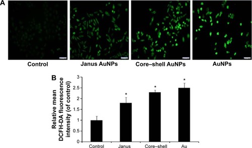 Figure 4 ROS generation induced by three rod-like gold-mesoporous silica nanoparticles.Notes: MCF-7 cells were separately treated with 12.5 µg/mL of three rod-like gold-mesoporous silica nanoparticles for 24 hours; then, intracellular ROS were stained using DCFH-DA and measured using fluorescence microscopy (A) and flow cytometry (B). The scale bars represent 50 µm. The data represent three separate experiments. Mean values ± SD. *P<0.05 versus a control group.Abbreviations: AuNPs, gold nanoparticles; ROS, reactive oxygen species; DCFH-DA, 2′7′-dichlorofluorescein diacetate; SD, standard deviation.