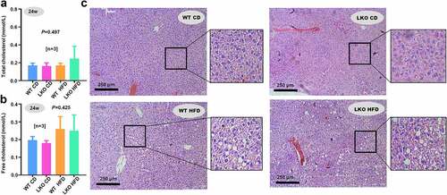 Figure 5. Cholesterol level and hepatic steatosis in WT and LKO mice with a high-fat diet