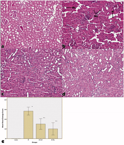 Figure 2. Representative histological photographs of PAS-stained kidney tissue in the experimental groups. (a) Control group, (b) ischemia-reperfusion group, (c) captopril + ischemia-reperfusion group, (d) telmisartan + ischemia-reperfusion group, (e) hematoxylin and eosin staining (H&E 9 100) showed that there was no change in control rats. (IR) IR: ischemia-reperfusion group, IR + CAP: captopril + ischemia-reperfusion group, IR + TEL: telmisartan + ischemia-reperfusion group. The “BL” denotes brush border loss, “H” denotes hemorrhage, and “NL” denotes nuclei loss. In IR + CAP and IR + TEL groups, we also observed mild cellular necrosis and tubular dilatation and recovery of most of the morphological changes which were observed in IR group. p shows the differences between all groups (one-way ANOVA test). *< .001, compared to the control group; α< .001, compared to the IR group (post hoc Tukey’s test).