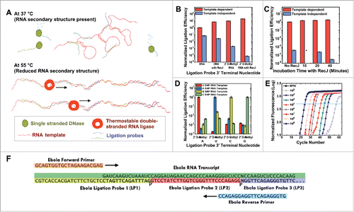 Figure 3. RNA detection using KOD1Rnl. (A) Illustration of RNA detection using thermostable double-stranded RNA ligase. (B) The effects of the terminal nucleotide on ligation probes, and the addition of RecJ, on both the template dependent and template independent ligation efficiencies. Reactions with or without RecJ were left for an hour at room temperature. (C) The effects of the time of incubation at 37 °C in the presence of RecJ, on the template dependent and template independent ligation efficiencies (*not attempted). The ligation probes used terminates in 2′ O-Methyl RNA analogs on the 3′ end. (D) The effects of different mismatched ligation probe terminal nucleotides on ligation efficiency. (E) Detection of different concentrations of Ebola RNA. (F) Illustration of the ligation probe hybridization regions on the Ebola RNA transcripts, and the corresponding primer binding regions on the joined ligation probes. Error bars denote 1 s.d.