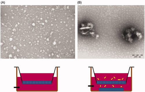 Figure 11. (A) TEM image of medium in basolateral chamber of monolayer without ORI-NCs. (B) TEM image of medium in basolateral chamber of MDCK monolayers incubated with ORI-NCs for 270 min.