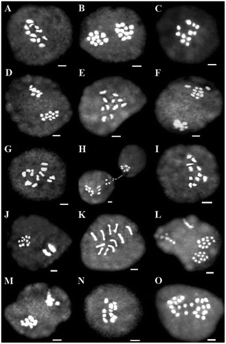 Figure 4 Representative meiotic cells of three Scutellaria species. (A–D) S. araxensis: (A) diakinesis (26100); (B) telophase I (26100); (C) diakinesis (26214); (D) asynchronous nuclei (26822). (E–M) S. platystegia: (E) diakinesis (25760); (F) telophase I with forward chromosome (25760); (G) diakinesis (26180); (H) cytomixis (26180); (I) diakinesis (26224); (J) asynchronous nuclei (26224); (K) diakinesis (26370); (L) asynchronous nuclei (26370); (M) asynchronous nuclei (26890). (N, O) S. farsistanica: (N) diakinesis (24693); (O) anaphase I with laggard chromosome (24693). Scale bars: 2 μm.