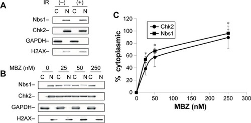 Figure 7 MBZ interferes with the trafficking of DDR proteins from the cytoplasm to the nucleus.