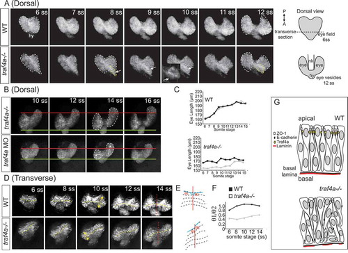 Figure 8. Eye vesicle evagination and elongation abnormal with Traf4a loss. Sequential confocal maximal projection of optical sections from Tg(rx3:GFP) control, e1i1 MO injected and traf4a-/- eye vesicles over the period of eye evagination and elongation (6–18 ss). Time-lapse sequences were obtained for the dorsal view from n = 6 control, n = 3 morphant and n = 5 traf4a-/- embryos, and for the transverse view from n = 8 control, n = 9 morphant and n = 3 traf4a-/- embryos. A-B: Dorsal view, from the 6–12 ss (A) and from the 10–16 ss (B). Eye vesicles outlined in white, and a bulge in the eye field (ef) outlined in yellow, and shown as a 3-D reconstruction (inset). Asymmetric evagination of the eye vesicles indicated by arrows. In B, the green and red lines mark the anterior and posterior extent of the left eye vesicles at the 10 ss. C: Length of the two eye vesicles over time for the two embryos shown in A. D-F: Transverse view (D), from the 6–14 ss. Dotted yellow lines mark the ventricles, and the red line the midline of the neural keel. These lines are represented anew in E, and the ratios of the angles of the ventricle to the midline for the two eye vesicles over time are shown in F. G: Model for Traf4a function in the eye epithelium. Traf4a is an adaptor protein found at the plasma membrane that associates with both adherens (E-cadherin) and tight (ZO-1) junction proteins in other systems. Based on the literature, we propose that Traf4a is co-localized with these proteins at the apical surface of the nascent zebrafish eye epithelium. In the absence of Traf4a, ZO-1 is present in a patchy fashion on the apical surface and ectopic to the apical surface, while E-Cadherin does not accumulate apically. Further, expression of the basally located protein Laminin is disrupted. Consequently a disorganized epithelium is formed, whose cells can lose their apical attachment and radially-oriented nuclei, which is associated with a failure of eye vesicles to evaginate and elongate.