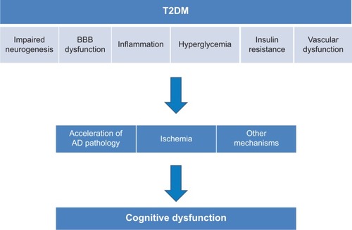 Figure 1 Mechanism of T2DM-associated cognitive dysfunction.