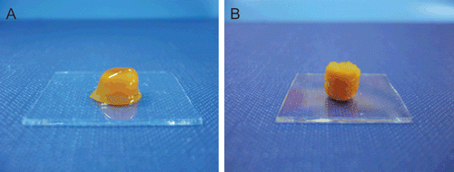 Figure 2.  Photo images of PAA-Cys (a) and chitosan-TBA (b) matrix tablets hydrated for 6 h in simulated gastric fluid, pH 1.2.