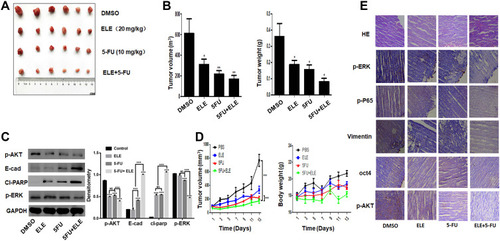 Figure 8 The combined effects of ELE and 5-FU on TNBC tumor xenograft mouse model.Notes: Female athymic nude mice (3–4 weeks old) were used in the present study. In the left flank of each mouse, MDA-MB-231 cells (5×106 in 100 μL of PBS) were subcutaneously injected. When the tumor sizes reached 150 mm3, the mice were divided randomly into four groups. The control, second, third, and fourth groups were treated with PBS, ELE (20 mg/kg), 5-FU (10 mg/kg), and combined ELE (20 mg/kg) and 5-FU (10 mg/kg), respectively. The mice were treated daily from 08:00 to 9:00 a.m. To maintain the biological activity of mice, they were provided with 12 h light/dark cycle (light, 8:00 am to 20:00 pm; dark, 20:00 pm to 08:00 am). The mice body weight and tumor volume (E) were measured once every 3 days. Tumor volume was calculated using the following formula: V=(width2×length)/2. At the end of experiment, the tumors from all mice were excised, and pictures were taken (A). The tumor weight and volume (B) were also calculated. The data obtained from three independent experiments were presented as mean ± SD, and the significance levels were *P<0.05 and **P<0.01. (C) The p-ERK, p-AKT, cl-parp, and E-cadherin expression level were checked via Western blot analysis. The data obtained from three independent experiments were presented as mean ± SD, and the significance levels were ***P<0.001. (D) The data of tumour volume were presented as mean ± SD, and the significance levels were ***P<0.001. (E) Immunohistochemical analysis was performed for p-ERK, p-AKT, p-P65, vimentin, and OCT4.