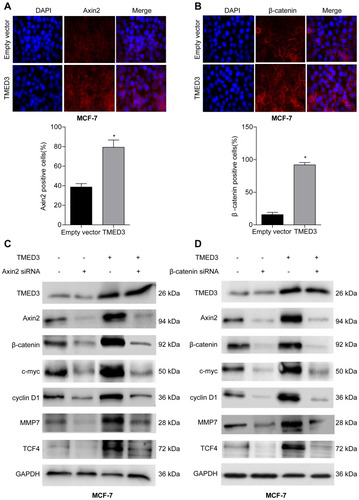 Figure 7 Effect of TMED3 on Wnt/β-catenin signaling in breast cancer cells.Notes: (A) Immunofluorescence showing overexpression of TMED3 increased expression of Axin2 protein in the cytoplasm of MCF-7 cells compared to control. (B) Immunofluorescence showing overexpression of TMED3 increased expression of β-catenin protein in the cytoplasm and nucleus of MCF-7 cells compared to control. (C and D) Western blot analysis showing the expression levels of Wnt/β-catenin signaling-related proteins after silencing Axin2 or β-catenin in MCF-7 cells ectopically overexpressing TMED3. *P<0.05.