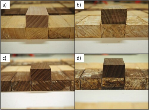 Figure 2. Samples following exposure to Trametes versicolour in a) the reference beech wood, b) the mineralised wood, c) the thermally modified wood, and d) the wood treated using both procedures. The unexposed sample is placed on the top of degraded samples for comparison.