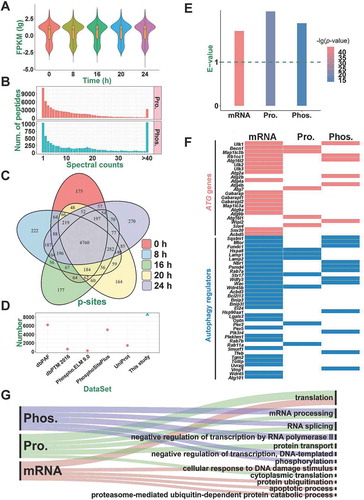 Figure 4. A summary of quantified transcriptomes, proteomes, and phosphoproteomes. (A) The distribution of FPKM values for the identified mRNAs during SiNP-induced autophagy. (B) The distribution of MS/MS spectral counts of non-phosphorylated peptides (Pro.) and phosphopeptides (Phos.) quantified in this study. (C) The overlap of p-sites quantified at 5 time points. (D) The comparison of p-sites quantified in this study with known p-sites in public databases. (E) The enrichment of known and potential autophagy regulators in differentially regulated mRNAs, proteins (Pro.), and phosphoproteins (Phos.). (F) Atg genes and autophagy regulators differentially altered in at least one omic level. (G) The GO-based enrichment results of biological processes that were differentially regulated on the mRNA, protein, and phosphoprotein levels