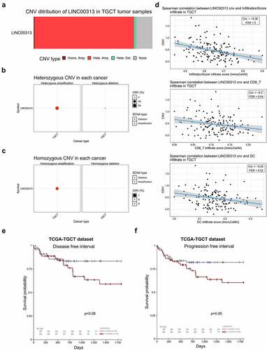 Figure 1. Copy number variation of LINC00313 correlates with tumor immune invasion in TGCT.(A) Stacked plot showing the proportional distribution of copy number variation of LINC00313 in TGCT; (B) Bubble plot of heterozygous copy number variation of LINC00313 in TGCT; (C) Bubble plot of homozygosis copy number variation of LINC00313 in TGCT; (D) Correlation between LINC00313 and the immune infiltration score, CD8 + T cell infiltration, and DC cell infiltration in TGCT. (E&F) The correlation between the copy number of LINC00313 and the DFI and PFI of patients with TGCT. CNV: Copy Number Variation; TGCT: Testicular Germ Cell Tumor; Homo: Homozygous; Amp: Amplification; Del: Deletion; cor: correlation; FDR: False Discovery Rates; DC: dendritic cells; TCGA: The Cancer Genome Atlas; DFI: Disease free interval; PFI: Progression free interval.