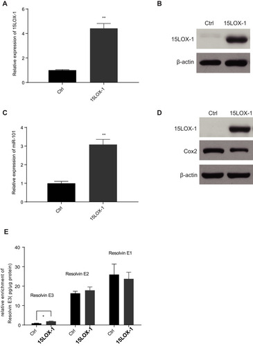 Figure 6 15LOX-1, the key enzyme in promoting the production of Resolvin E3 from EPA, attenuated Cox2 expression in SW480 cells even without application of EPA. (A and B) The confirmation of 15LOX-1 plasmid on mRNA (A) and protein (B) level was applied in SW480 cells. (C) Over-expression of 15LOX-1 could increase the expression of miR-101 in SW480 cells. (D) Over-expression of 15LOX-1 could suppress the protein level of Cox2 in SW480 cells. (E) Over-expression of 15LOX-1 could increase the enrichment of Resolvin E3 in SW480 cells. *P<0.05; **P<0.01.