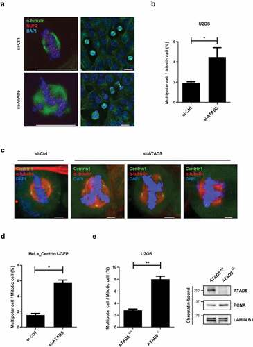 Figure 4. Bipolar segregation is defective in ATAD5-depleted cells.