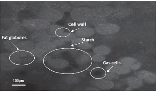 FIGURE 2 Confocal laser scanning microscopy (CLSM) micrographs of 1% Okra polysaccharide coated.