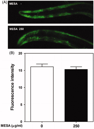 Figure 3. Effects of MESA on the α-synuclein aggregation in C. elegans. Aggregation of α-synuclein protein was observed using transgenic strain NL5901 (pkIs2386, unc-54p::alphasynuclein::YFP). (A) YFP protein was microscopically visualized and photographed using a fluorescence microscope. (B) The fluorescence intensity was quantified with Image J software. Data are expressed as the mean ± S.E.M. and results are obtained from three independent assays.
