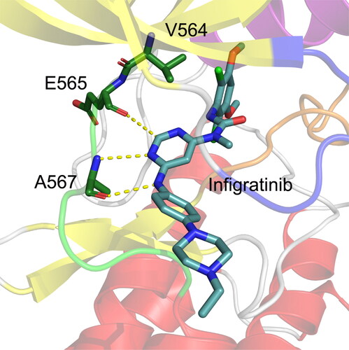 Figure 3. The docked conformation of the FGFR2 kinase domain with Infigratinib. The hinge residues Glu565 and Ala567 are Depicted by sticks. Hydrogen bonds are shown by yellow dotted lines.