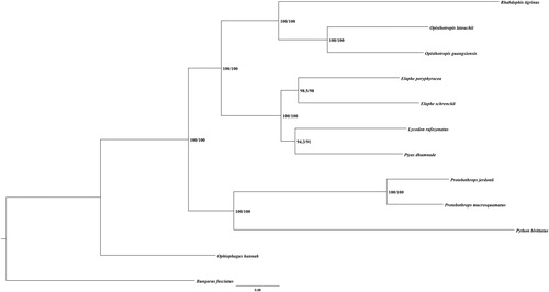 Figure 1. Phylogenetic tree of the relationships among snakes based on ML method. Numbers in parentheses are SH-aLRT support (%)/ultrafast bootstrap support (%). The species selected and corresponding GenBank accession number are shown as follows: Bungarus fasciatus (NC_011393), Elaphe poryphyracea (NC_012770), Elaphe schrenckii (NC_027605), Lycodon rufozonatus (NC_024559), Ophiophagus hannah (NC_011394), Opisthotropis latouchii (NC_046823), Protobothrops jerdonii (NC_021402), Protobothrops mucrosquamatus (NC_021412), Ptyas dhumnades (NC_028049), Python bivittatus (NC_021479), and Rhabdophis tigrinus (NC_030210).