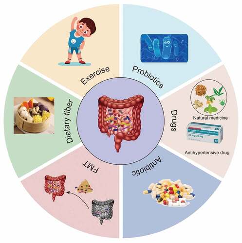 Figure 4. Interventions to regulate gut microbiota.