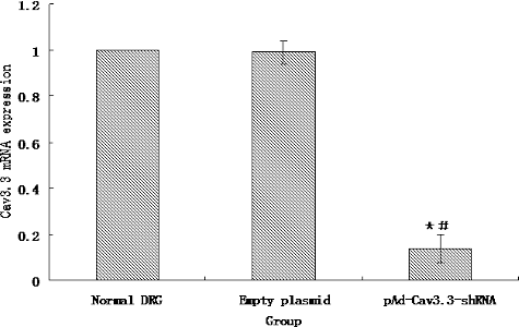 Figure 5. Expression of Cav3.3 mRNA.